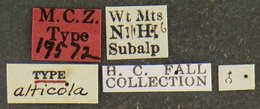 Image of Agathidium (Pulchrum) athabascanum Fall 1934