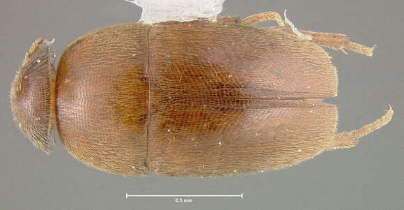 Image of Proptomaphaginus