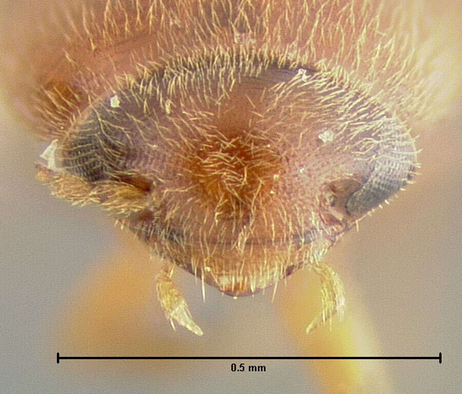 Image of Proptomaphaginus darlingtoni (Jeannel 1936)