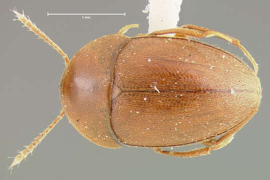 Image of Platycholeus