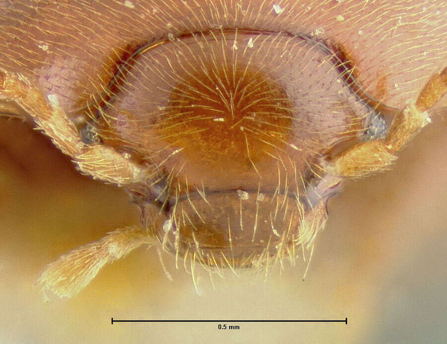 Image of Platycholeus opacellus Fall 1909