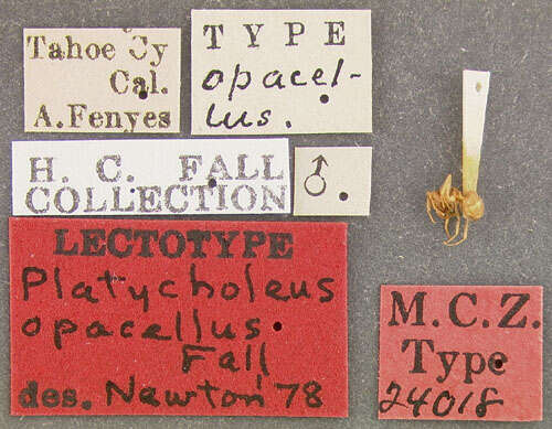 Image of Platycholeus opacellus Fall 1909