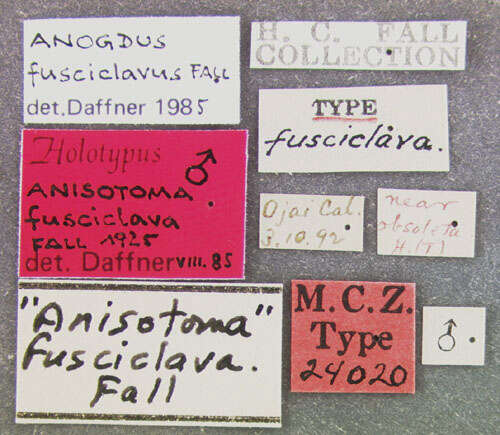 Image of Anogdus fusciclavus (Fall 1925)