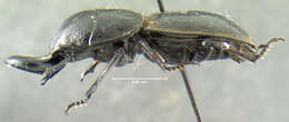 Image of Lissapterus darlingtoni Bomans 1986