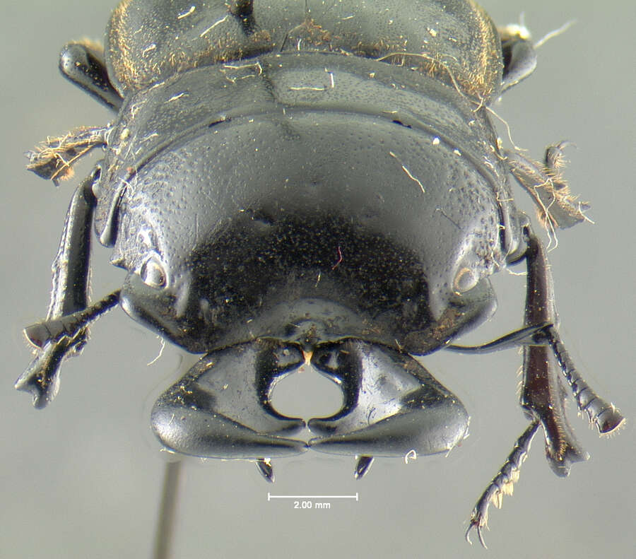 Image of Lissapterus darlingtoni Bomans 1986