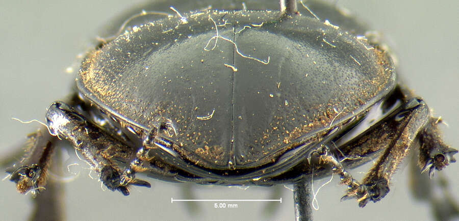 Image of Lissapterus darlingtoni Bomans 1986