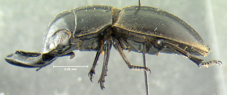 Image of Lissapterus ogivus Bomans 1986