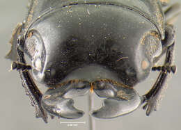 Image of Lissapterus ogivus Bomans 1986