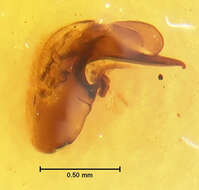 Image of Holotrochus emarginatus Irmler 1987