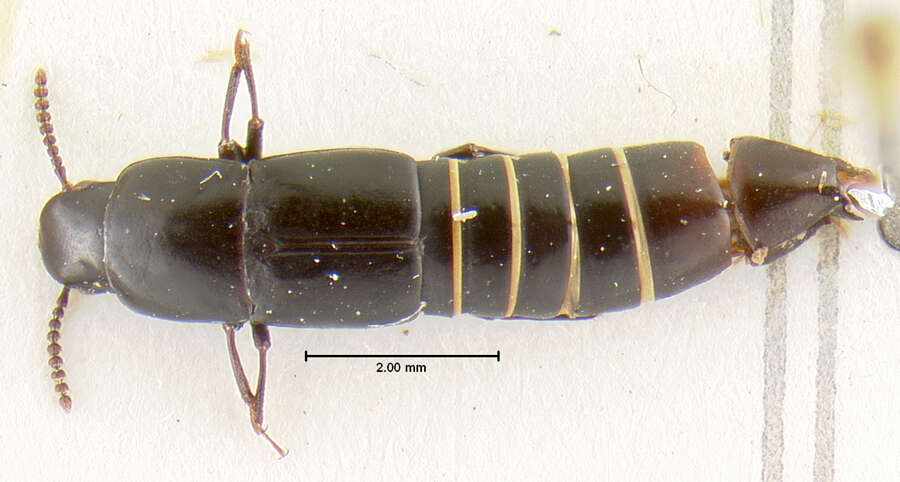 Holotrochus emarginatus Irmler 1987的圖片