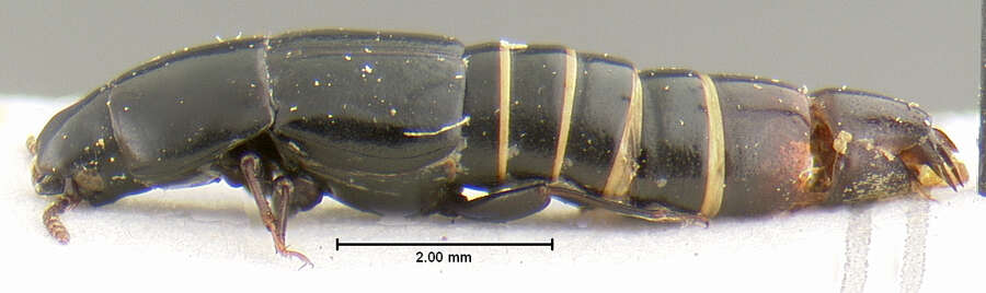 Holotrochus emarginatus Irmler 1987的圖片