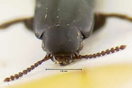 Image of Holotrochus emarginatus Irmler 1987