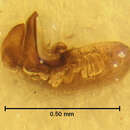 Image of Holotrochus irmleri Herman 2001