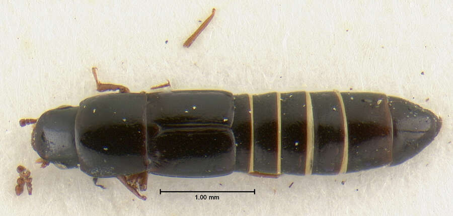 Image of Holotrochus irmleri Herman 2001