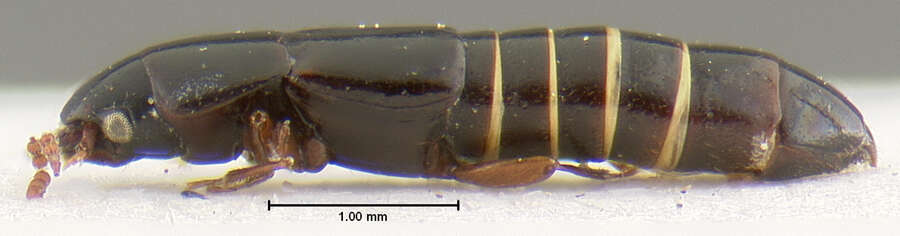 Holotrochus irmleri Herman 2001的圖片