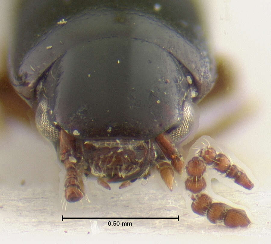 Holotrochus irmleri Herman 2001的圖片