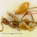 Image of Scydmaenus (Parallomicrus) pseudoagathidis Franz 1986