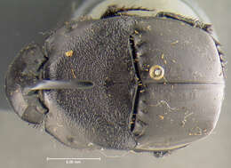 Imagem de Phanaeus (Phanaeus) texensis Edmonds 1994