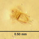 Image of Thoracophorus (Thoracophorus) proximus Irmler 1985