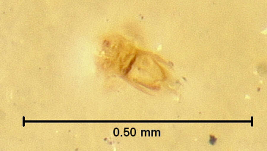Image of Thoracophorus (Thoracophorus) proximus Irmler 1985