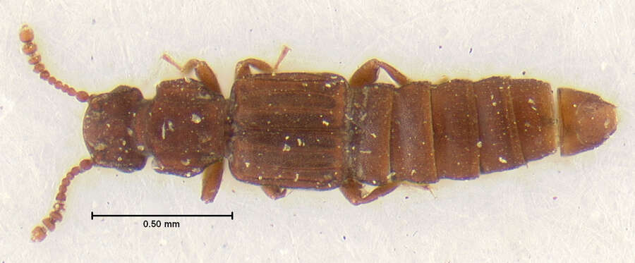 Image of Thoracophorus (Thoracophorus) proximus Irmler 1985