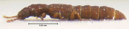 Image of Thoracophorus (Thoracophorus) proximus Irmler 1985