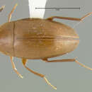 Image of Ptomaphagus (Adelops) oaxaca Peck 1973