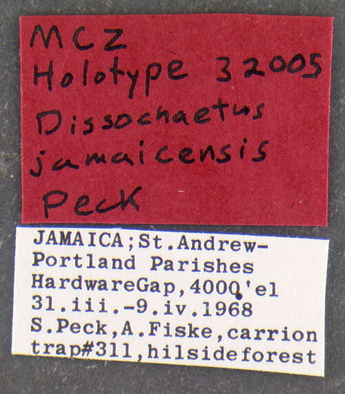 Image of Dissochaetus jamaicensis Peck 1972