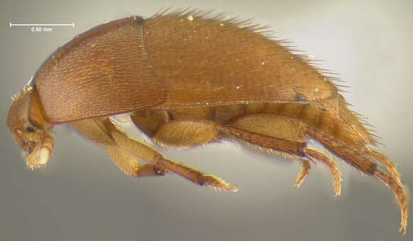 Image of Ptomaphagus (Echinocoleus) sonorensis (Peck 1976)