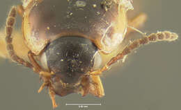 Image of Tachinus (Tachinus) fumipennis (Say 1832)