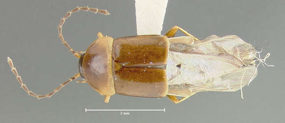 Image of Nitidotachinus horni (Campbell 1973)