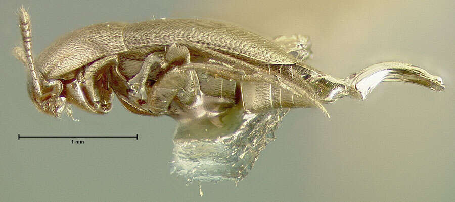 Image of Ptomaphagus (Appadelopsis) pisgahensis (Peck 1979)