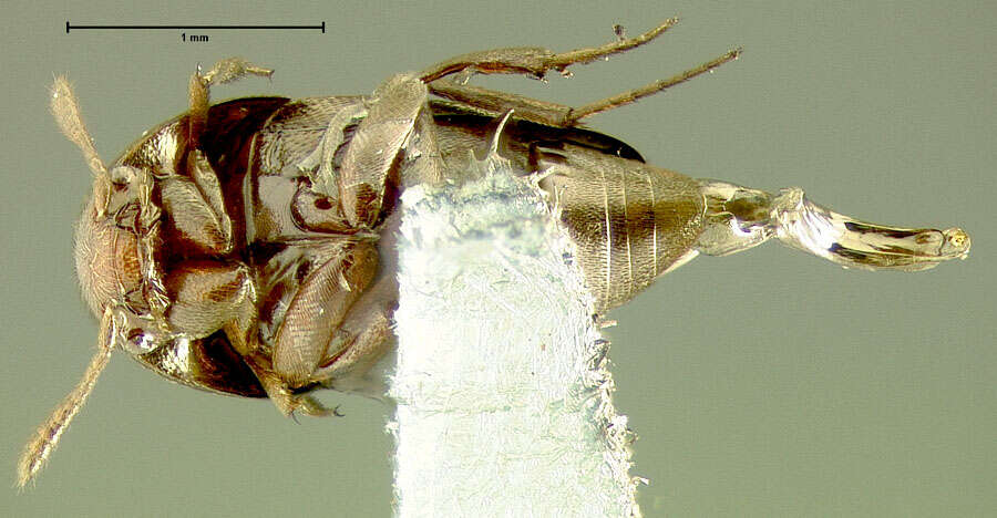 Image of Ptomaphagus (Appadelopsis) pisgahensis (Peck 1979)