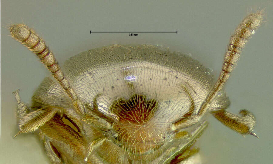 Image of Ptomaphagus (Appadelopsis) pisgahensis (Peck 1979)