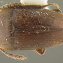 Image of Ptomaphagus (Adelops) walteri Peck 1973