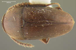 Image of Ptomaphagus (Adelops) walteri Peck 1973