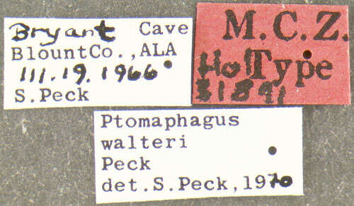 Image of Ptomaphagus (Adelops) walteri Peck 1973