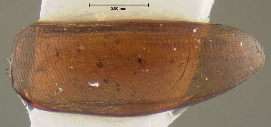 Image of Ptomaphagus (Adelops) cocytus Peck 1973