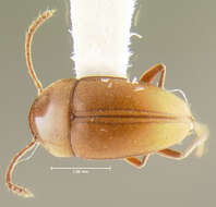 Image of Ptomaphagus (Adelops) solanum Peck 1973