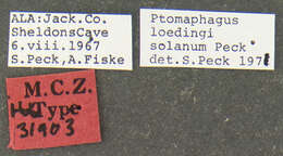 Image of Ptomaphagus (Adelops) solanum Peck 1973