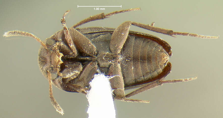 Image of Ptomaphagus (Appadelopsis) pecki Gnaspini 1996