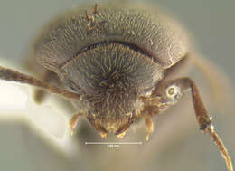 Image of Ptomaphagus (Appadelopsis) pecki Gnaspini 1996