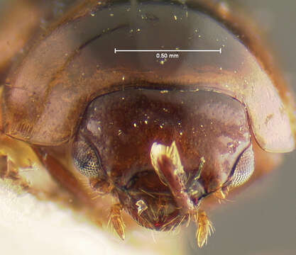 Image of Agathidium (Pulchrum) maculosum Brown & W. J. 1928