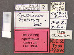 Image of Agathidium (Revolvens) omissum Fall 1934