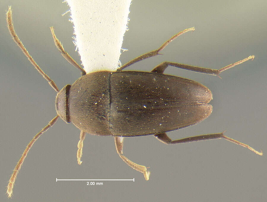 Image de Ptomaphagus (Adelops) troglomexicanus Peck 1968