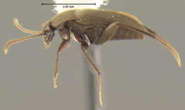 Image de Ptomaphagus (Adelops) troglomexicanus Peck 1968