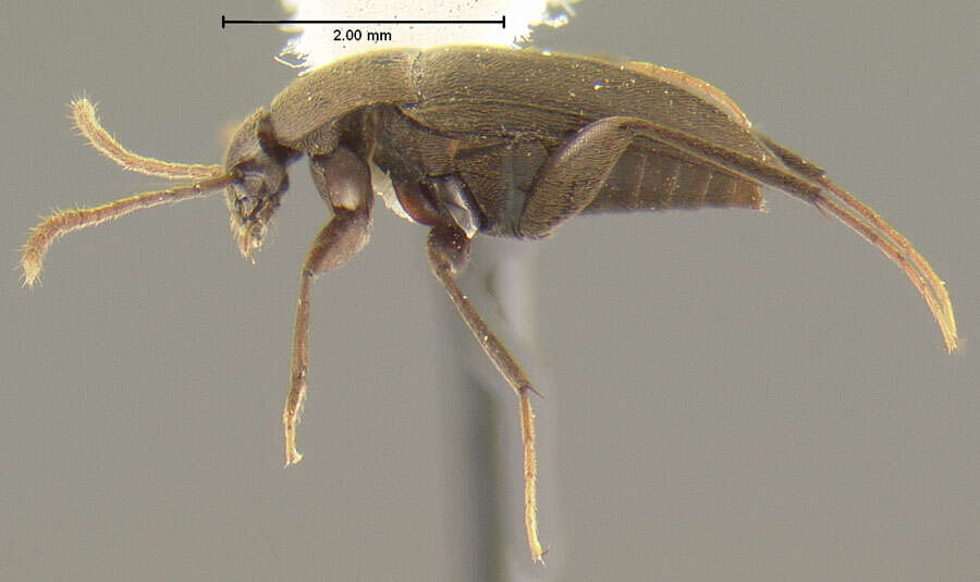 Image of Ptomaphagus (Adelops) troglomexicanus Peck 1968