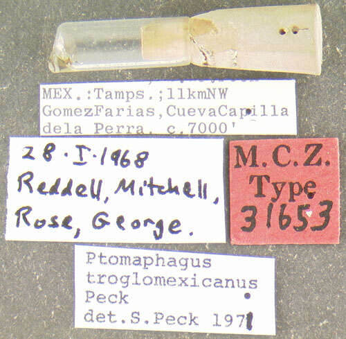 Image de Ptomaphagus (Adelops) troglomexicanus Peck 1968