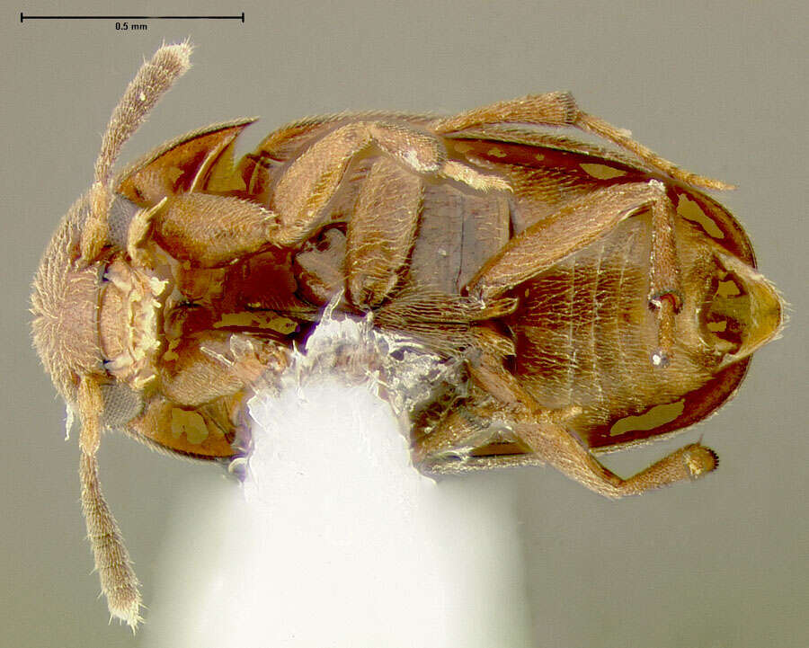 Image of Proptomaphaginus puertoricensis Peck 1971