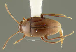 Image of Ptomaphagus (Adelops) barri Peck 1973